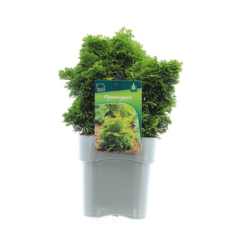 Кипарисовик туполистный Ауреа